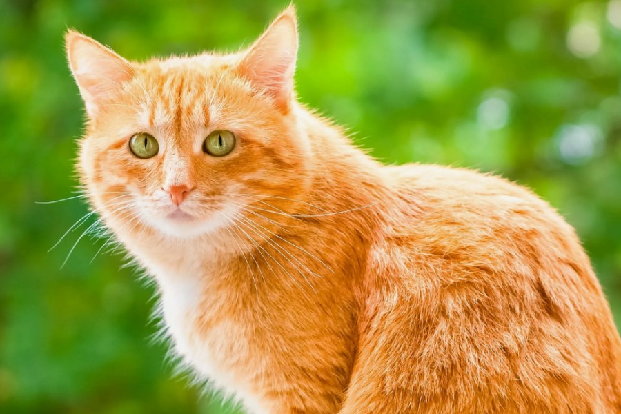 К чему снится рыжий кот